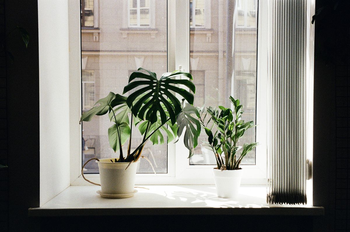 窓辺に置かれたモンステラと観葉植物